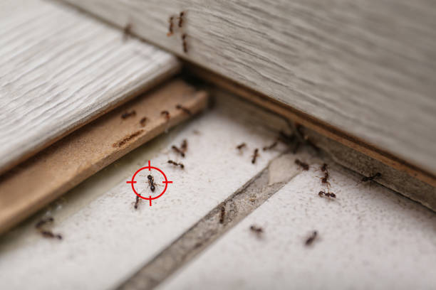 Best Best Pest Control Companies  in Severance, CO