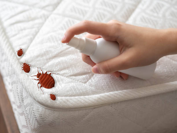 Best Affordable Pest Control Services  in Severance, CO