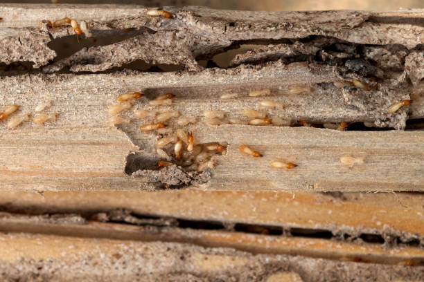 Best Rat Extermination Near Me  in Severance, CO